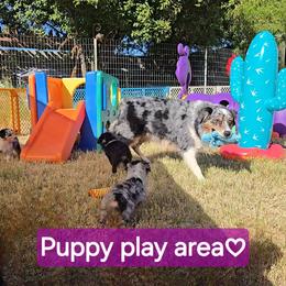 Australian Shepherd Puppies from Winsome Aussies