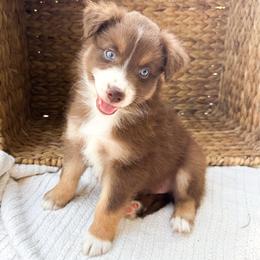 Rio - Red tri-color male Australian Shepherd puppy in Unionville, Iowa from Soap Creek Kennels