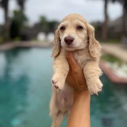 Thibodeaux - Dapple male Dachshund puppy in Baton Rouge, Louisiana from Bayou d’ Elara Dachshunds