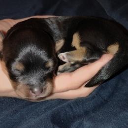 Girl 1 - Black and tan female Havanese puppy in Kinston, North Carolina from Court Jester Havanese and Russian Salon Dogs