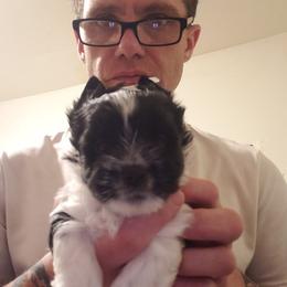 Charlie - Parti male Yorkshire Terrier puppy in Mattoon, Illinois from Strohlz Yorkies