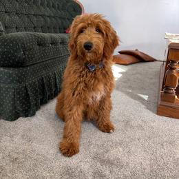 Fanta - Red  female Goldendoodle puppy in Sugarcreek, Ohio from True Hearted Doodles