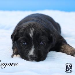 Eeyore - Black tri male Miniature Australian Shepherd puppy in Weeki Wachee, Florida from Arlington's Mini Aussies