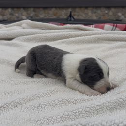Malcom - Blue male Border Collie puppy in Chattanooga, Tennessee from Ross Vegas Kennels
