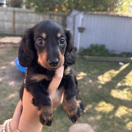 Dachshund Puppies from Dueck Dachshunds