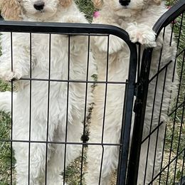 Poodles from Sophie’s Choice Poodles & Cocker Spaniels