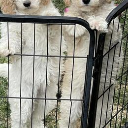 Poodles from Sophie’s Choice Poodles & Cocker Spaniels