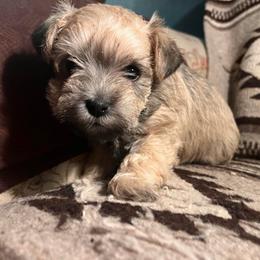 Black collar - Salt and pepper female Miniature Schnauzer puppy in Prescott, Washington from Winona Schnauzers