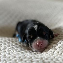 Fudge - Tri-color male Bernedoodle puppy in Modesto, California from Central Valley Canine Companions