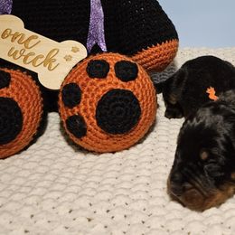 Boy 4 - Black and Tan Coonhound puppy in Kingsport, Tennessee from Summitt Black and Tans