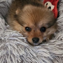 Penny - Wolf sable female Pomeranian puppy in Greenfield, Ohio from Paradise Chihuahua Kennel