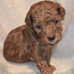 Cindy Lou - Red  female Poodle puppy in Statesboro, Georgia from Briar Creek Kennels