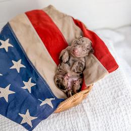 Poppy - Merle female Goldendoodle puppy in Greencastle, Indiana from Willow & Co.