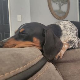 Dachshunds from Fab Funky Doxies of SWFL
