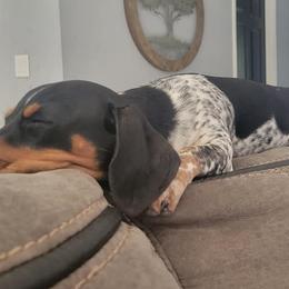 Dachshunds from Fab Funky Doxies of SWFL