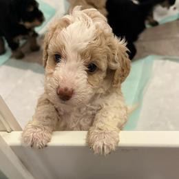 Lacey - Tri-color female Bernedoodle puppy in Leesport, Pennsylvania from Bechtel’s Doodles