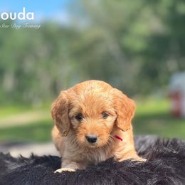 Gouda - Goldendoodle puppy in Lancaster, Minnesota from North Star Dog Training