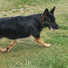 German Shepherds from Twisted D's Dog and Pony Show