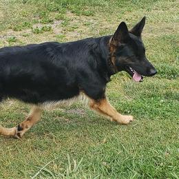 German Shepherds from Twisted D's Dog and Pony Show