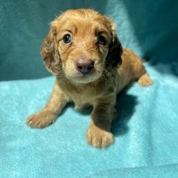 MOTORHEADS AURORA - Red female Dachshund puppy in Yucaipa, California from Motorhead Dachshunds