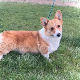 Wally - Pembroke Welsh Corgi