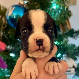 Elsa - Brindle female Boxer puppy in Watervliet, New York from Shamrock's Boxers