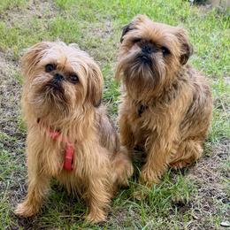 Brussels Griffon puppies from Andria Satero
