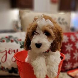 Goldendoodle Puppies from Stacy Warwick