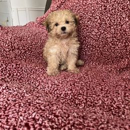 Shihpoo and Shih Tzu Puppies from Oodles of Poodles & Doodles