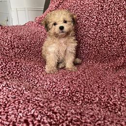 Shihpoo and Shih Tzu Puppies from Oodles of Poodles & Doodles