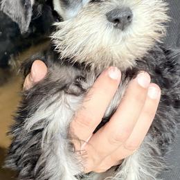 Boy 1 - Black and silver male Miniature Schnauzer puppy in Humphrey, Nebraska from Shelly’s Pooches