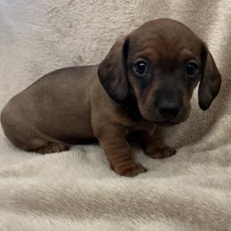 Dolly - Red female Dachshund puppy in Greenback, Tennessee from Low Rider Litters