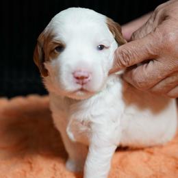 Thumper - Chalk male Australian Labradoodle puppy in Fontana, California from Glory Labradoodle’s