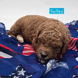 Sulley - Red  male Goldendoodle puppy in Neillsville, Wisconsin from Granton Creek