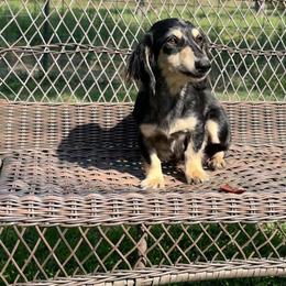 Mattie - Dachshund