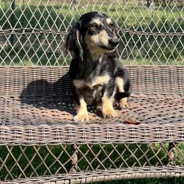 Mattie - Dachshund