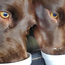 Boykin Spaniels from Waddell-Kennels