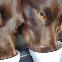Boykin Spaniels from Waddell-Kennels