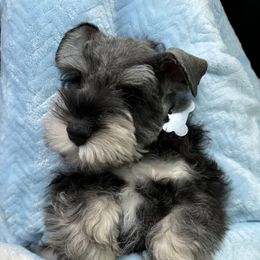 Miniature Schnauzer Puppies from Black Gold Miniature Schnauzers