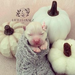 Pomsky Puppies from LittleLoyalzLLC