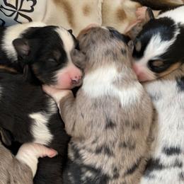 Miniature Australian Shepherd Puppies from Fuller Aussies
