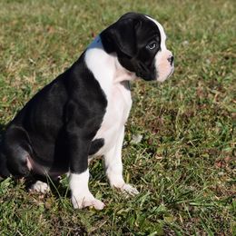 Hank - Brindle male Boxer puppy in Humboldt, Nebraska from Keims Royal Boxers
