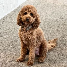 Goldendoodles from WDoodles