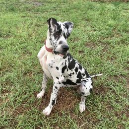 Zuber - Great Dane