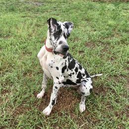 Zuber - Great Dane