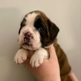 Yellow Collar Female - Brindle female Boxer puppy in Watervliet, New York from Shamrock's Boxers