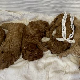 Cavapoos from The Cava Labdoodles