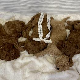 Cavapoos from The Cava Labdoodles