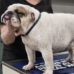 Gertie - Bulldog