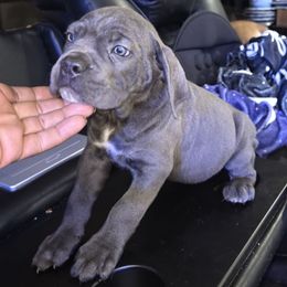 Blue1 - Gray male Cane Corso puppy in Jacksonville, Florida from Fleming Cane Corso's